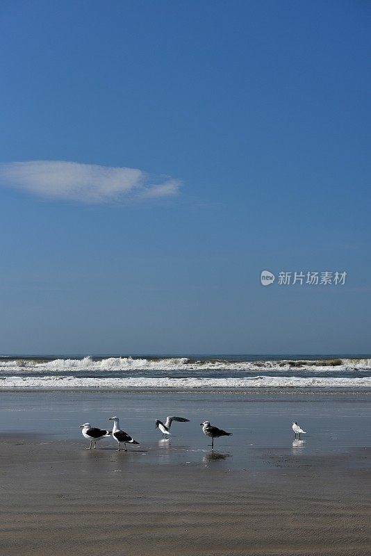 海鸥(Larus dominicanus)